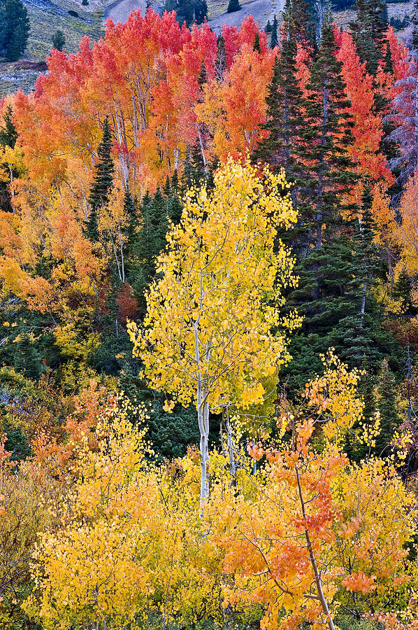 Alta Trees Photograph by Howie Garber - Fine Art America