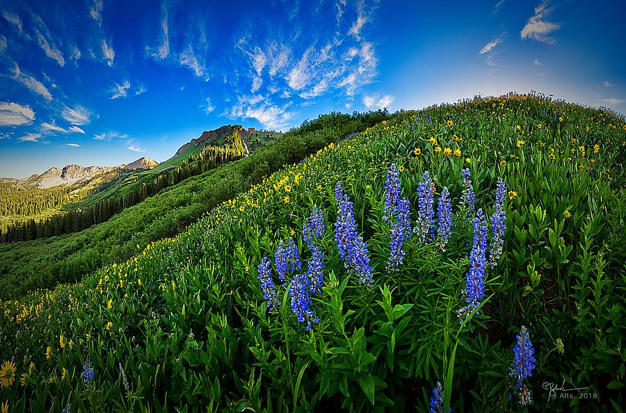 Flower Photograph - Alta Wildflower Hill by James Zebrack
