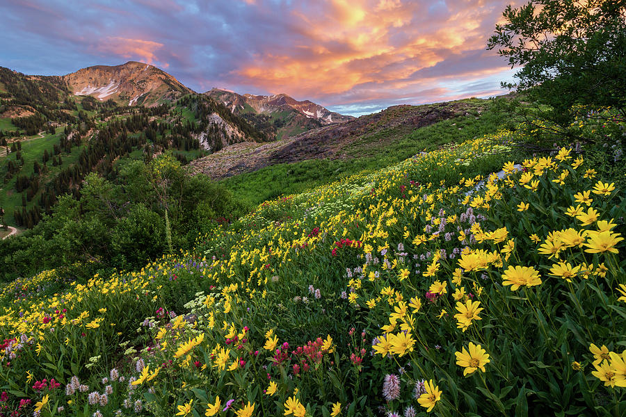 Alta Wildflower Sunset Photograph by Brett Pelletier