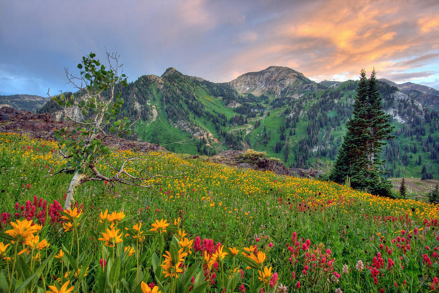 Sunset Photograph - Alta Wildflowers and Sunset by Brett Pelletier