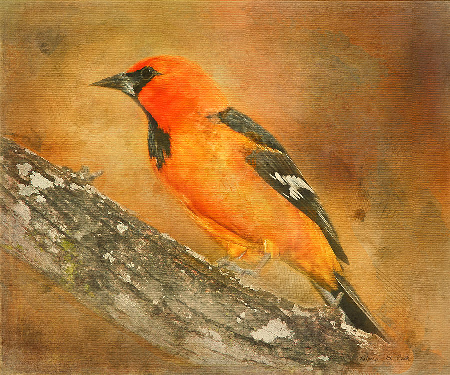 Altamira Oriole Photograph by Bellesouth Studio