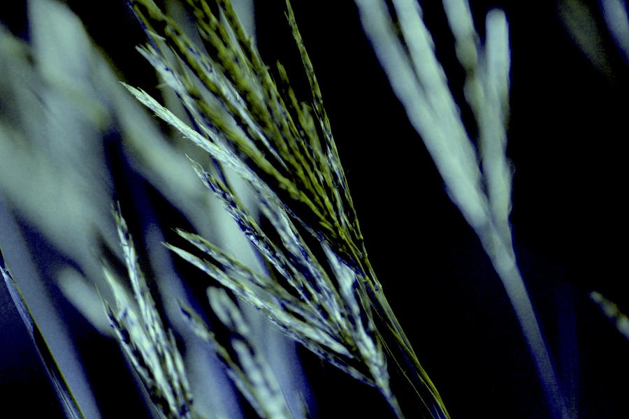 Altered Wild Grass on Black Photograph by Colleen Cornelius