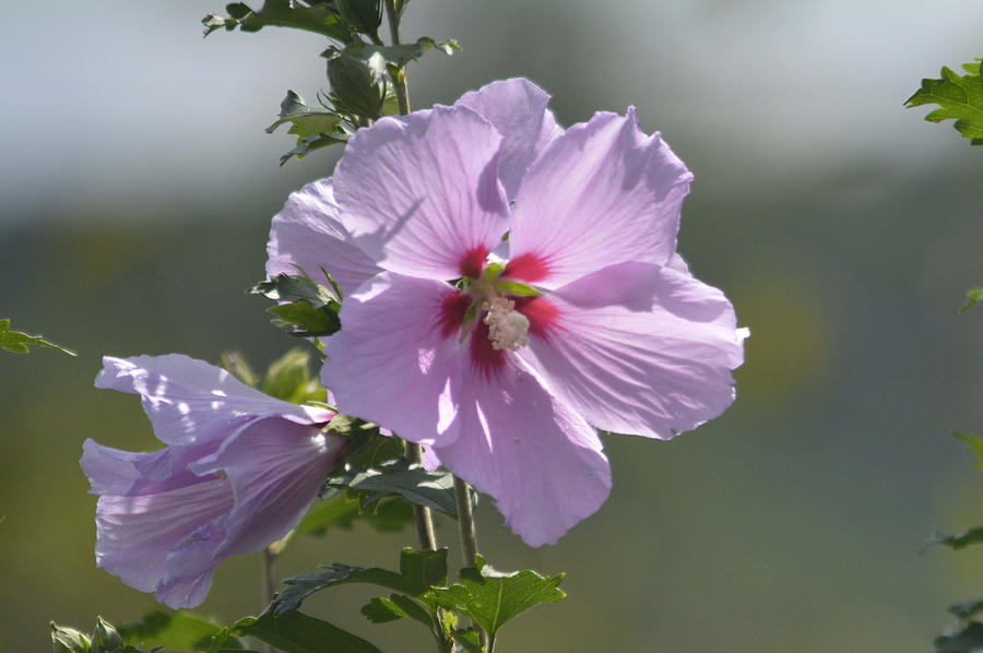 Althea Rose of Sharon Hibiscus Bloom Photograph by Barb Dalton