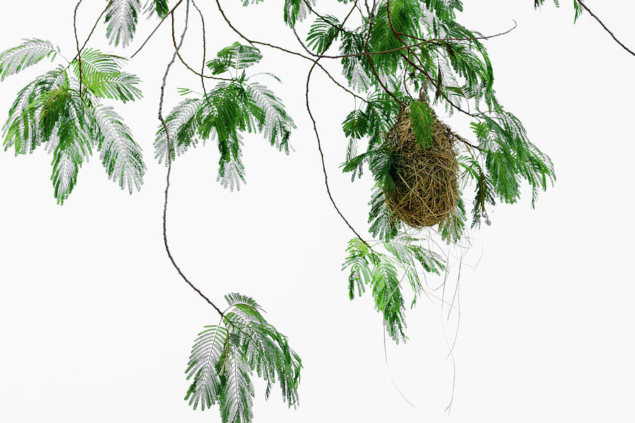 Altamira Oriole - Intricately Woven Nest  - Horizontal format Photograph by Debra Martz