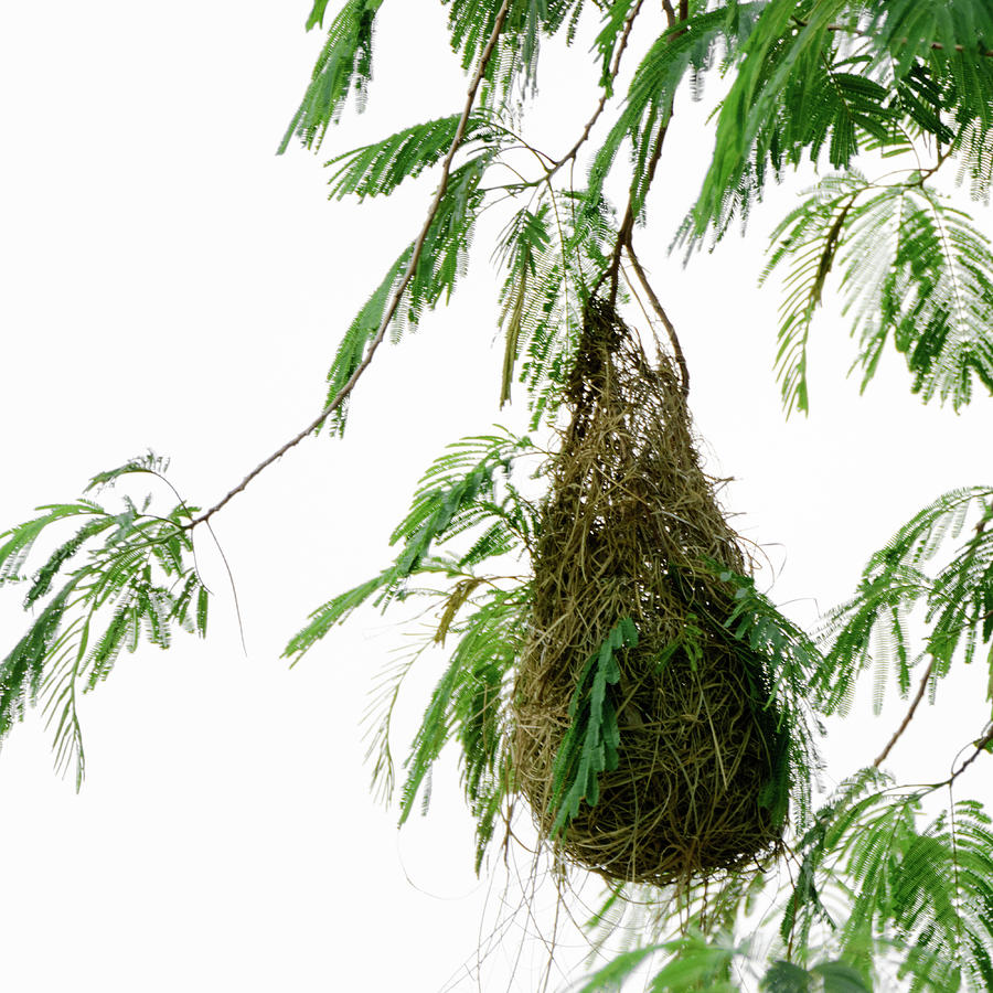  Altamira Oriole - Intricately Woven Nest  - Square format Photograph by Debra Martz