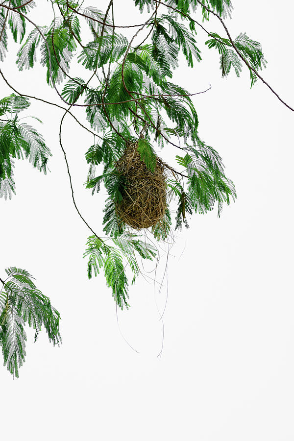 Altamira Oriole - Intricately Woven Nest  - Vertical format Photograph by Debra Martz
