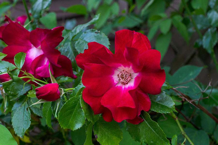Altissimo Rose Photograph by Michael Russell