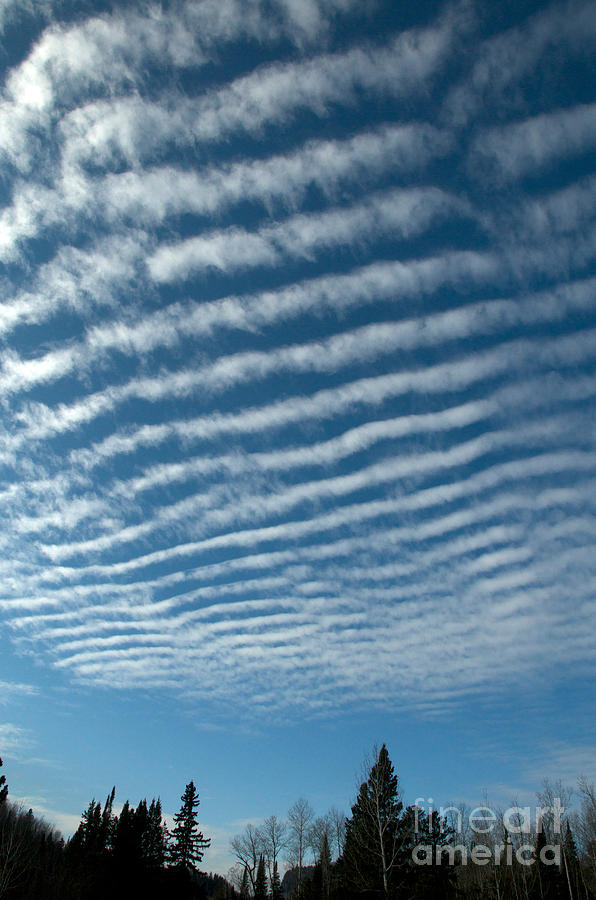 Tree Photograph - Altocumulus undulatus clouds by Stephen J Krasemann