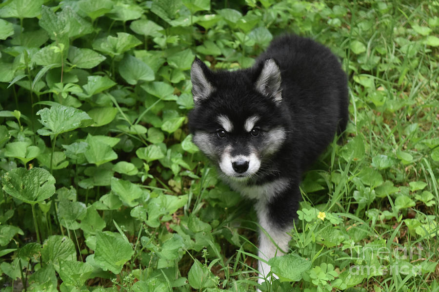 Alusky Puppy Looking Up through Thick Green Foliage Photograph by DejaVu Designs