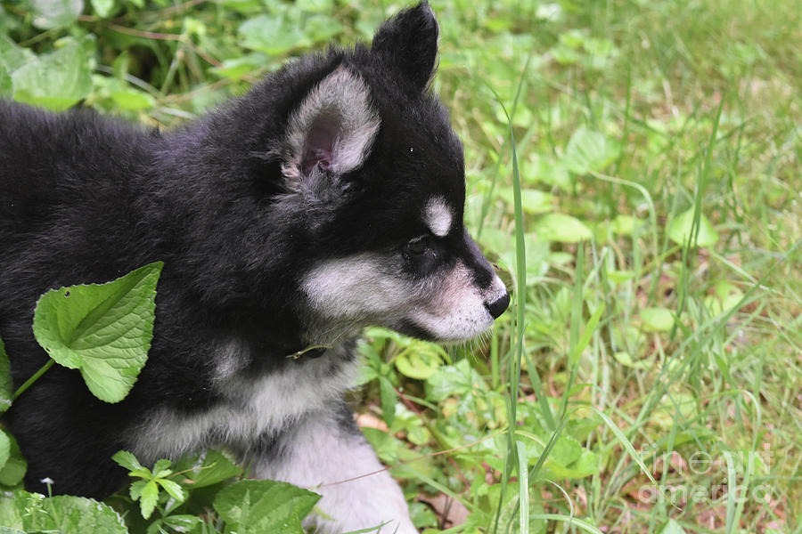 Alusky Puppy Tip Toeing Through Green Foliage Photograph by DejaVu Designs