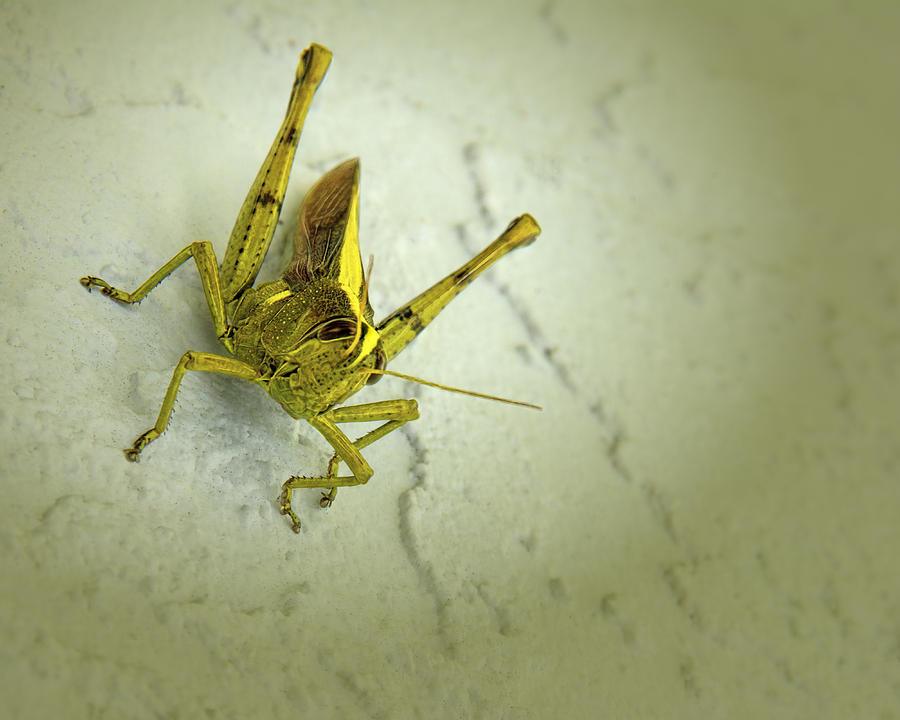 Alutacea Bird Grasshopper Photograph by Mitch Spence