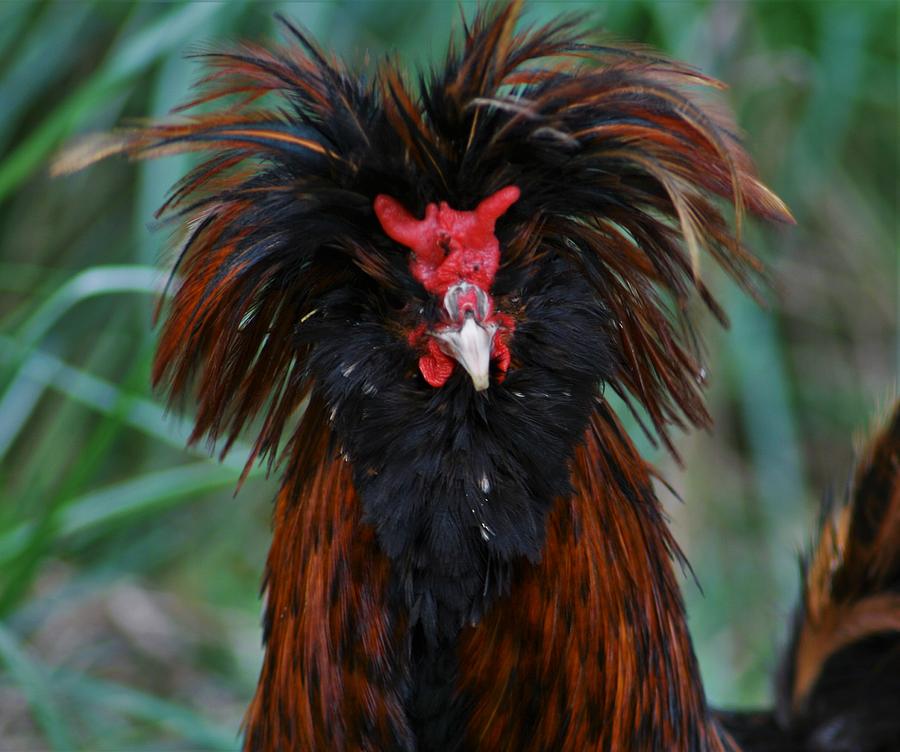 Always A Bad Hair Day Photograph by Teresa A Lang | Fine Art America