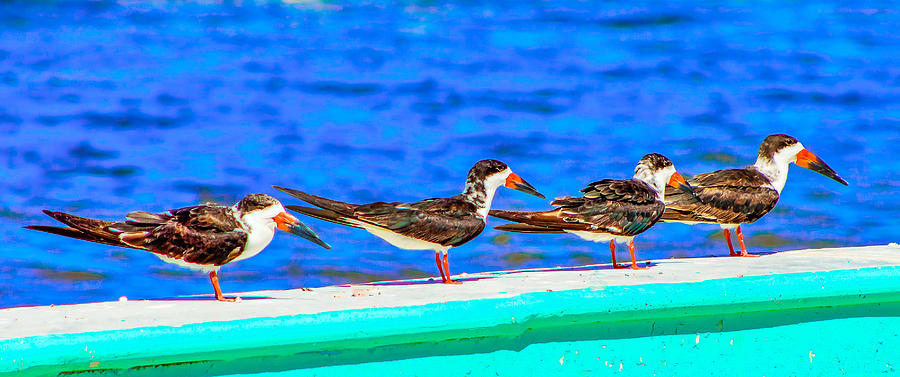 Always A Line. Photograph by Fred  Boehm