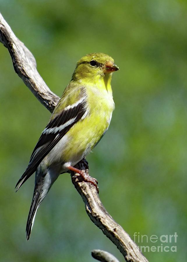Always A Welcome Sight - American Goldfinch Photograph