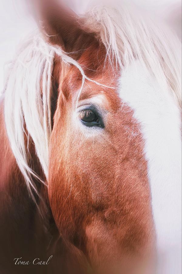 Horse Photograph - Always Dream signed by Toma Caul