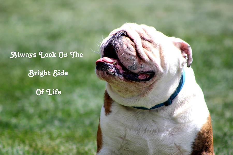 Always Look On The Bright Side Photograph by Fiona Kennard