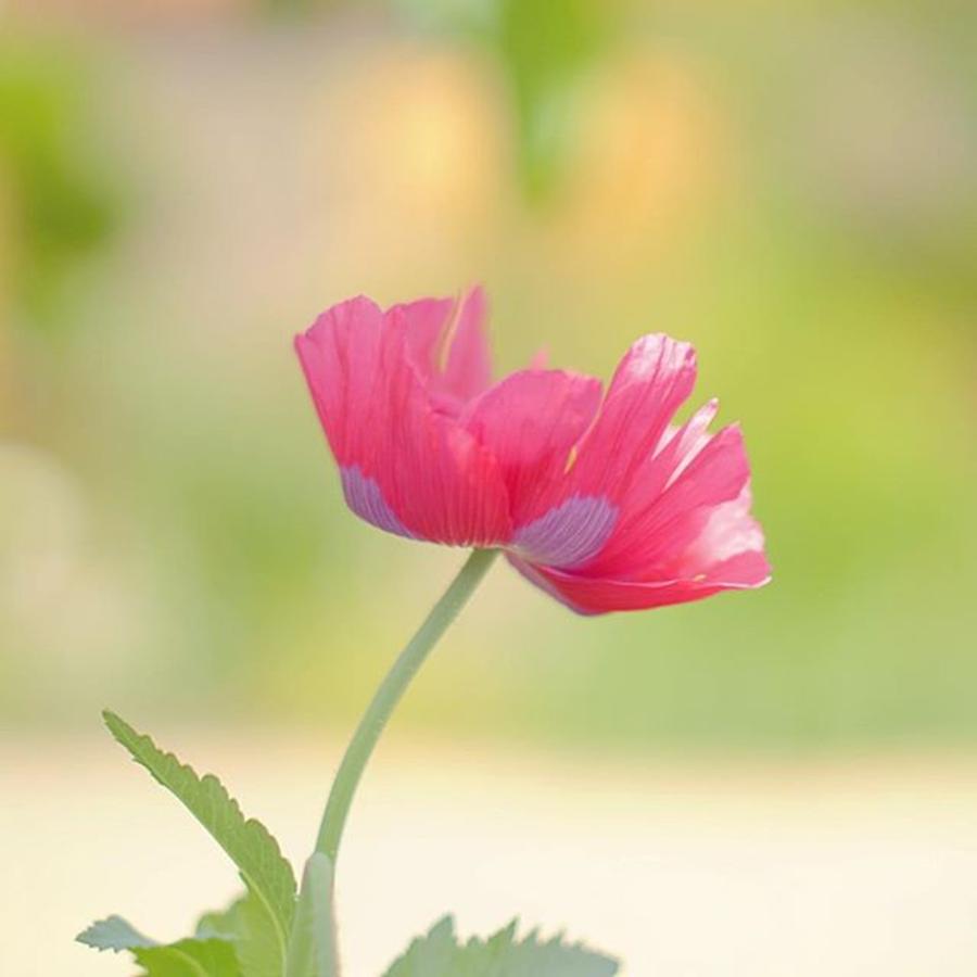 Always Love These Big Poppys! Photograph by Sungi Verhaar