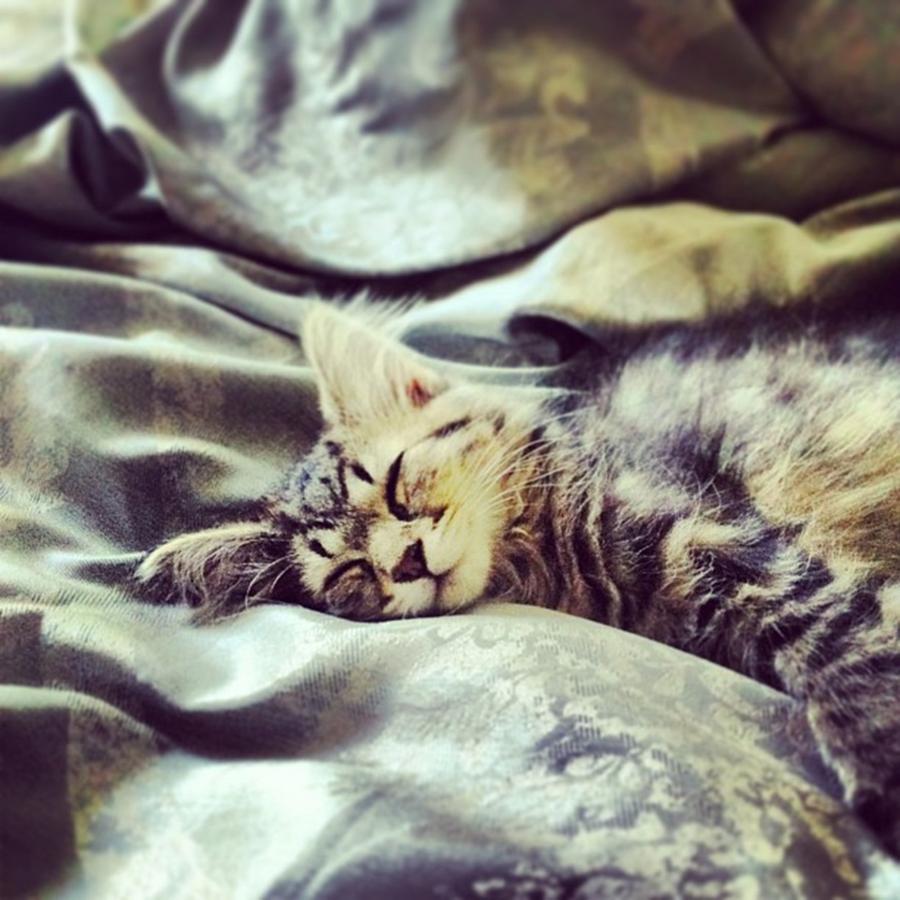 Precious Photograph - Alyssas Cute Kitten! #adorable by Cassie Cotto