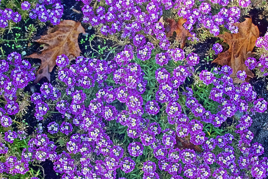 Alyssum and Fallen Oak Leaves in Saugatuck, Michigan  Photograph by Ruth Hager