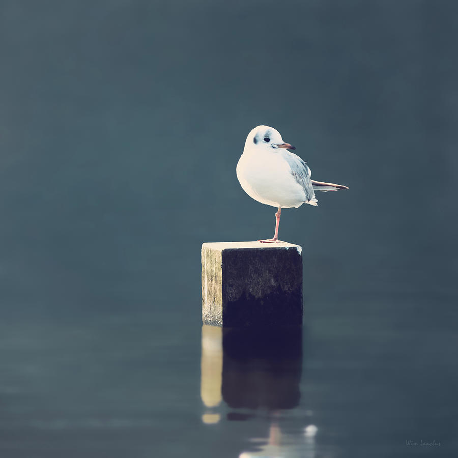 Seagull Photograph - Am I Alone by Wim Lanclus
