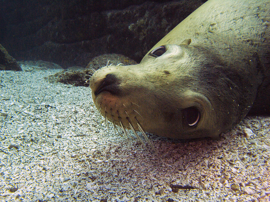 Am I cute? asks the sea lion Photograph by Matt Swinden