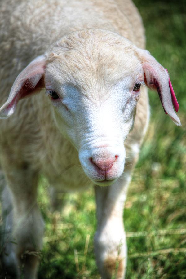 Am I Not The Cutest Lamb You Ever Did See Photograph by Carol Montoya