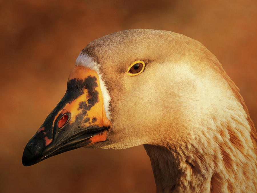 Goose Photograph - Am I Still Beautiful by Wim Lanclus