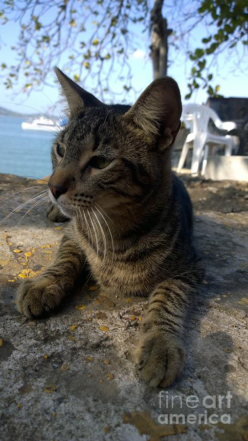 Amador the cat resting by the ocean Photograph by Jennifer E Doll