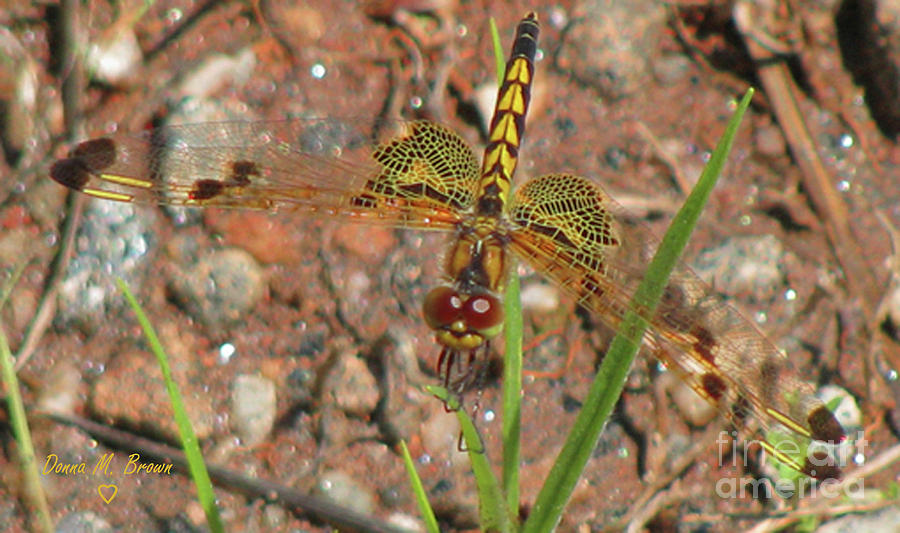 Amandas Pennant Dragonfly Female Photograph by Donna Brown