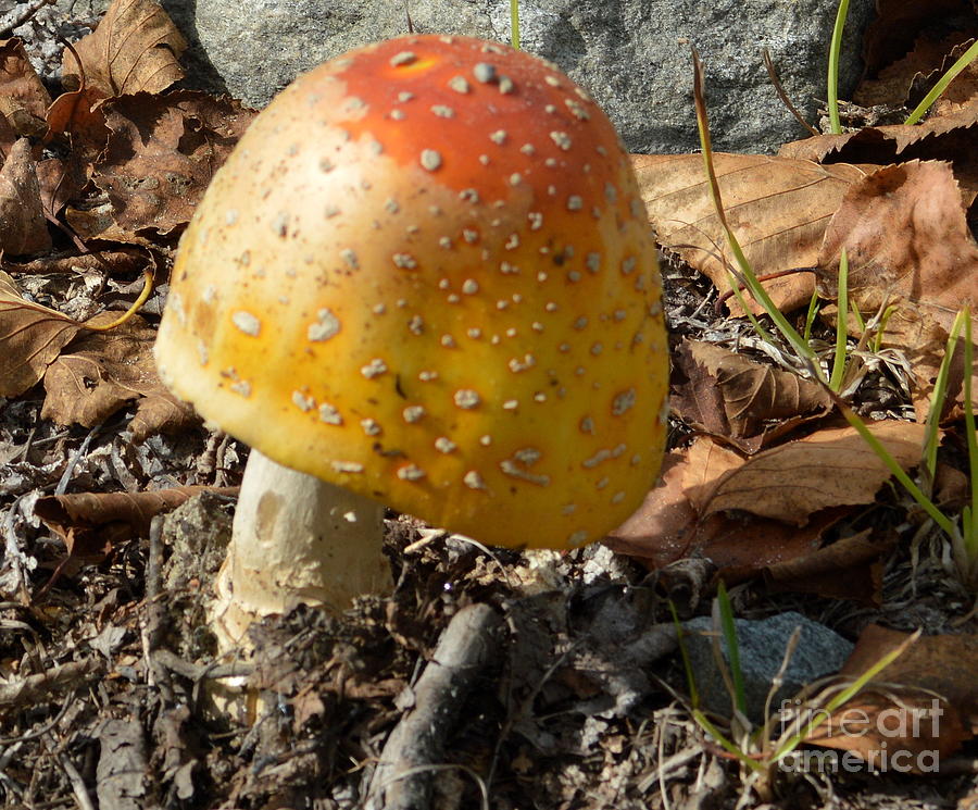 Mushroom Photograph - Amanita flavoconia by Mark Guilfoyle