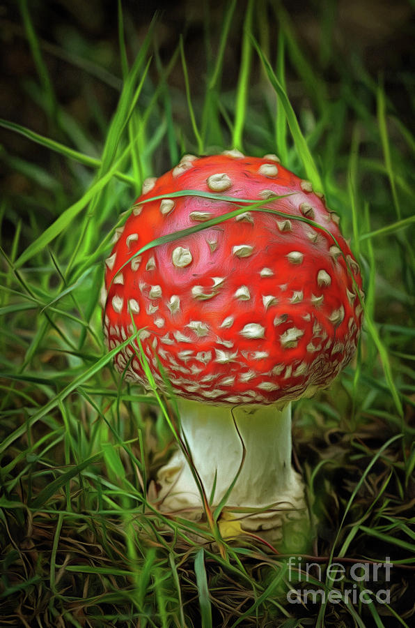 Mushroom Photograph - Amanita muscaria in the grass by Michal Boubin