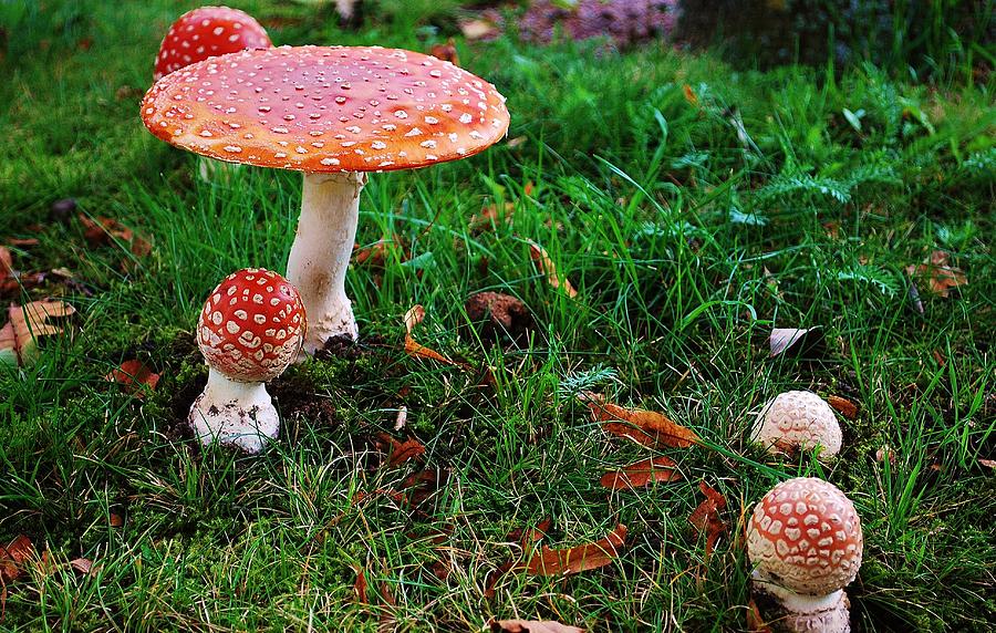 Amanita muscaria Photograph by Sanna Nilsson - Pixels