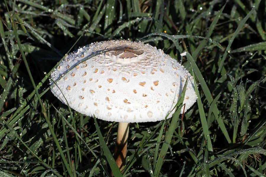 Amanita Mushroom and Morning Dew Photograph by Sheila Brown