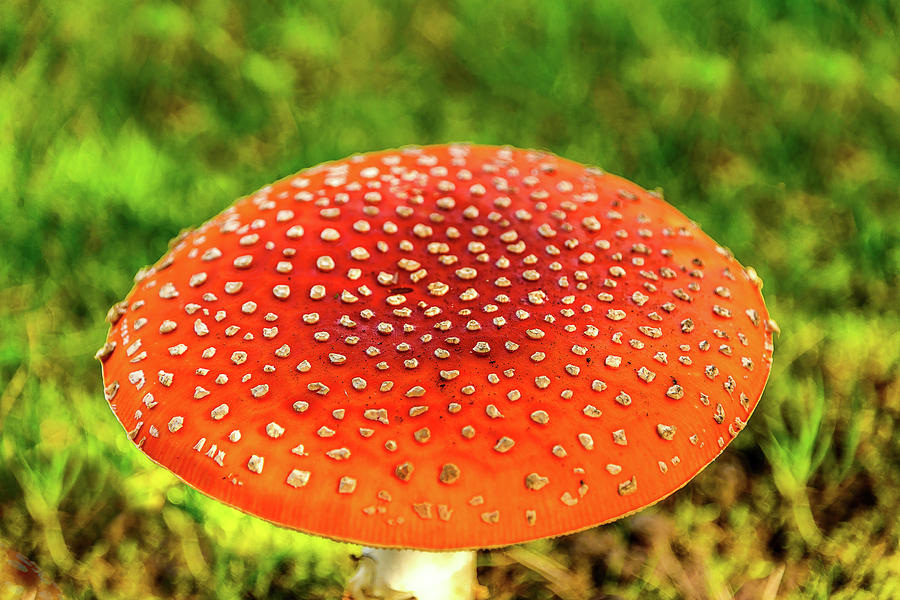Amanita Mushroom Photograph by Jerry Cahill