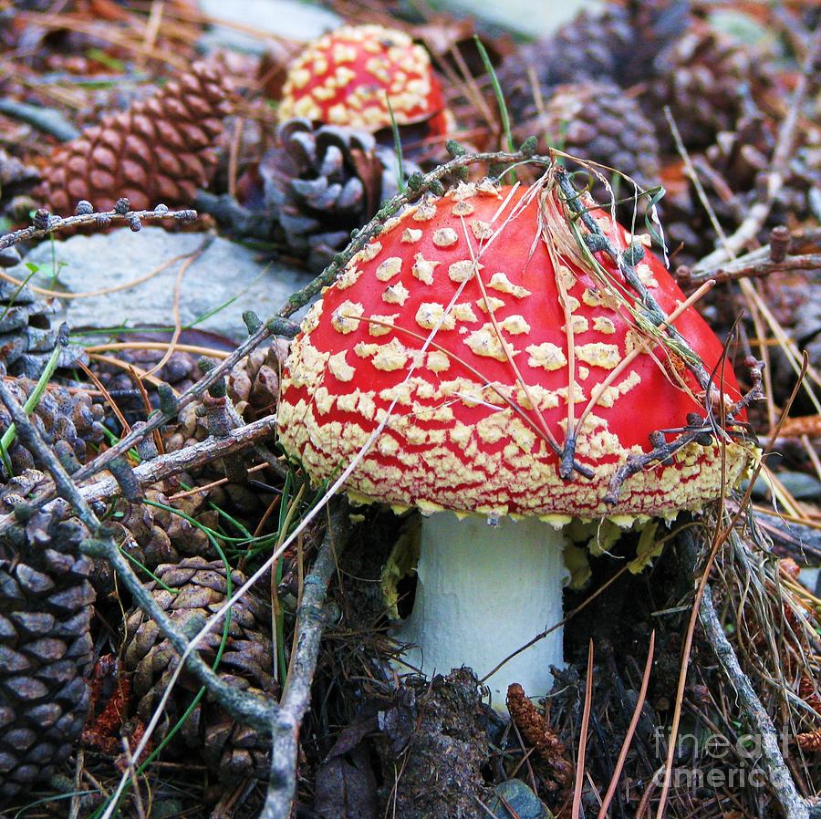 Amanita Mushroom Photograph by Michele Penner