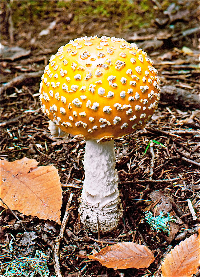 Amanita Mushroom Photo Photograph by Peter J Sucy