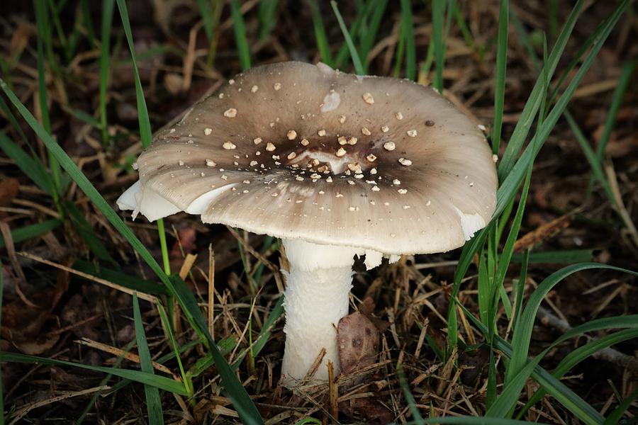 Amanita Mushroom  Photograph by Sheila Brown