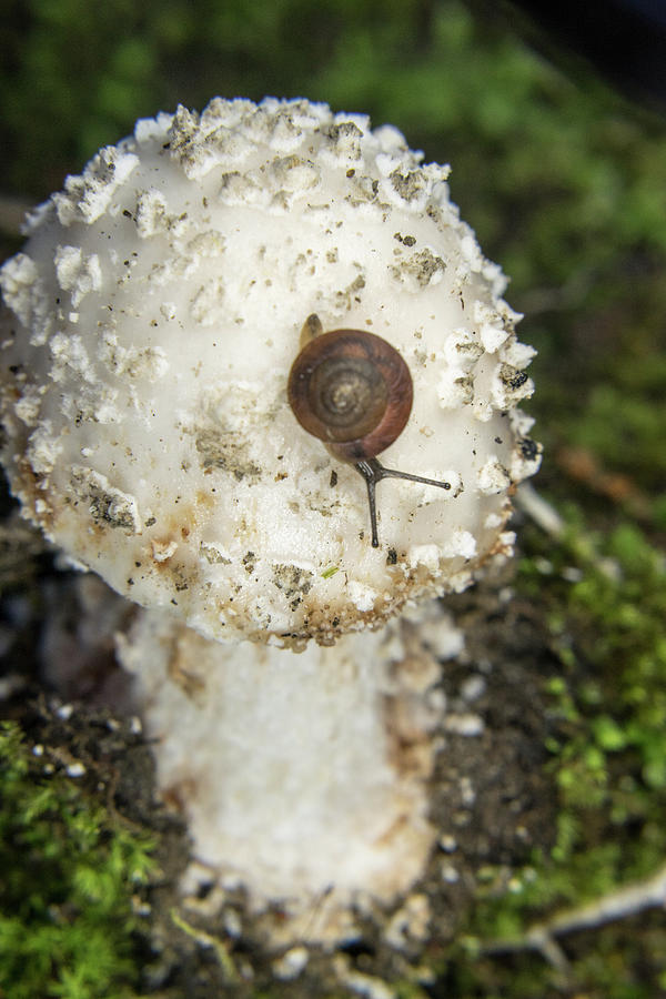 Amanita with Snail Feeding Photograph by Douglas Barnett