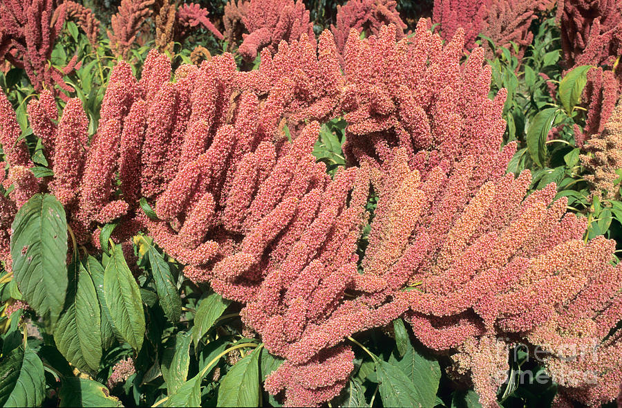 Amaranth In Flower Photograph by Inga Spence