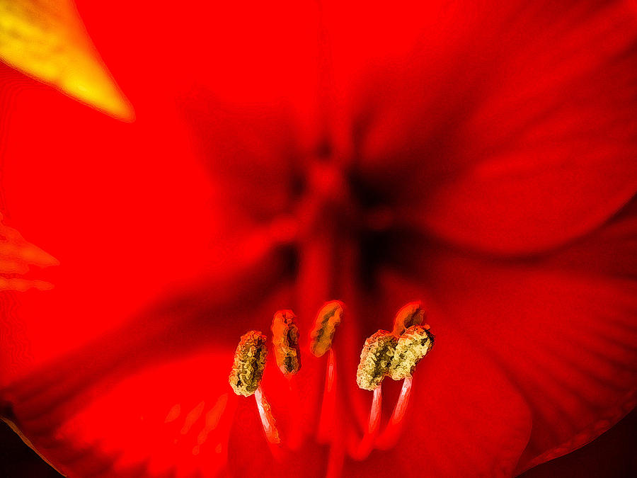 Amaryllis #2 Photograph by Neil Pankler