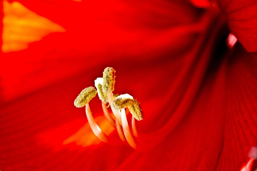 Amaryllis #1 Photograph by Neil Pankler