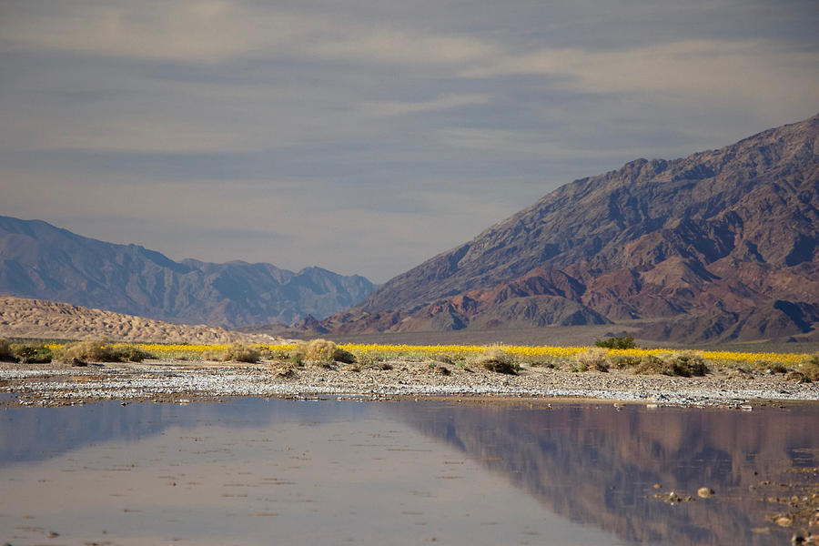 Amargosa River Wildflowers #1 Photograph By Eric Rosenwald - Fine Art 