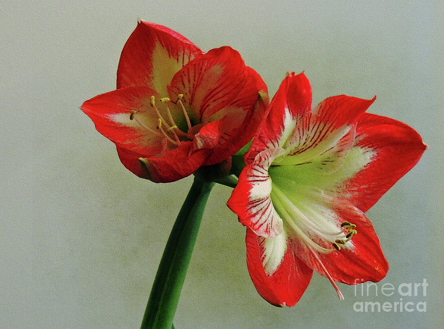 Amaryllis 2 Photograph by Lydia Holly