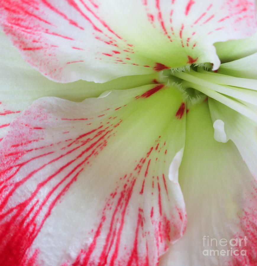 Amaryllis 2 Photograph by Randall Weidner