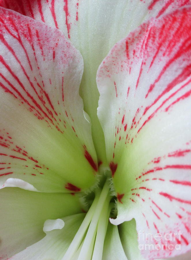 Amaryllis 3 Photograph by Randall Weidner