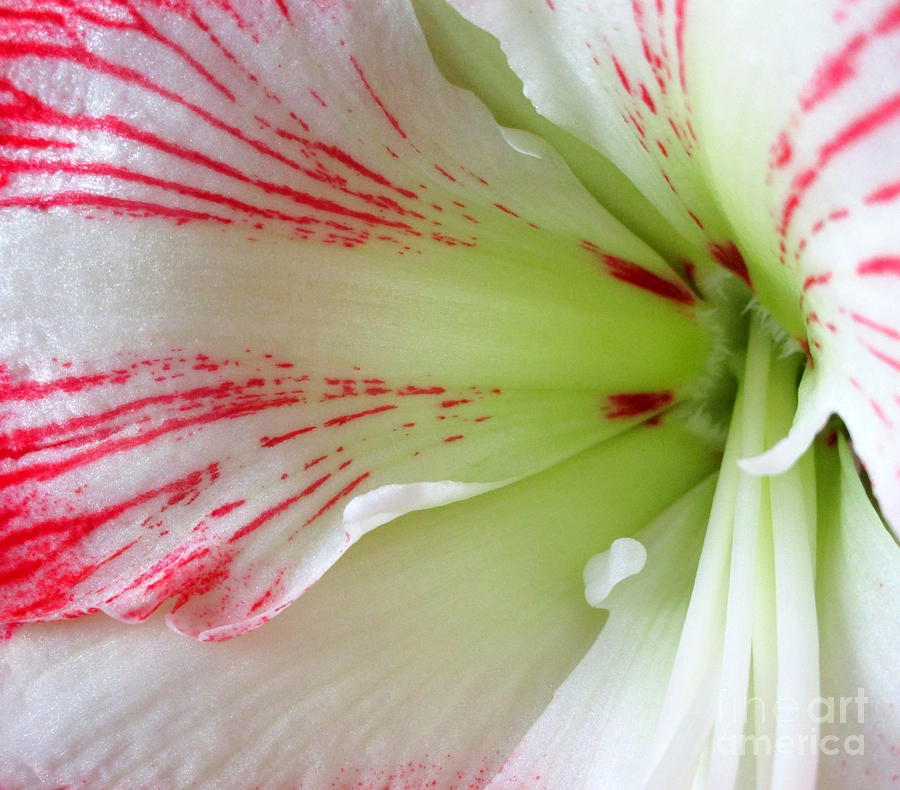 Amaryllis 4 Photograph by Randall Weidner