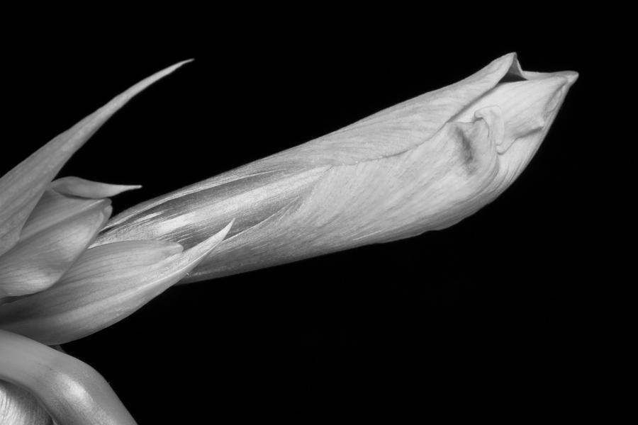 Amaryllis about to Bloom in Black and White Photograph by James BO Insogna
