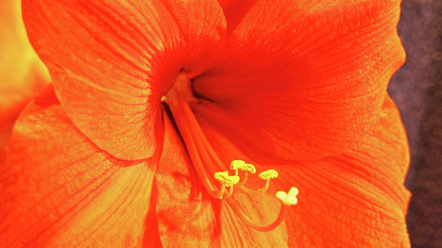 Amaryllis Photograph by Allen Nice-Webb