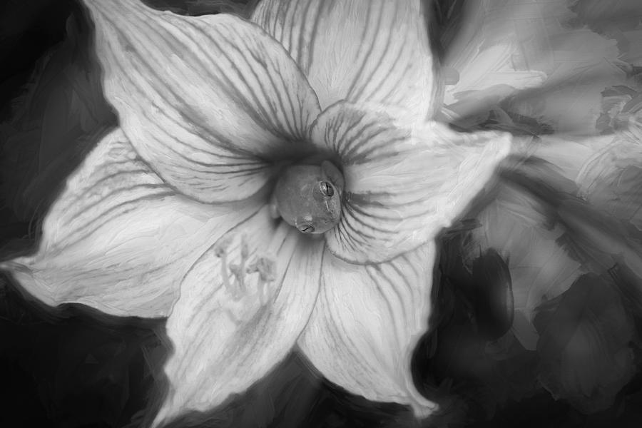 Sweet Lillian Amaryllis and Tree Frog Painted BW Photograph by Rich Franco