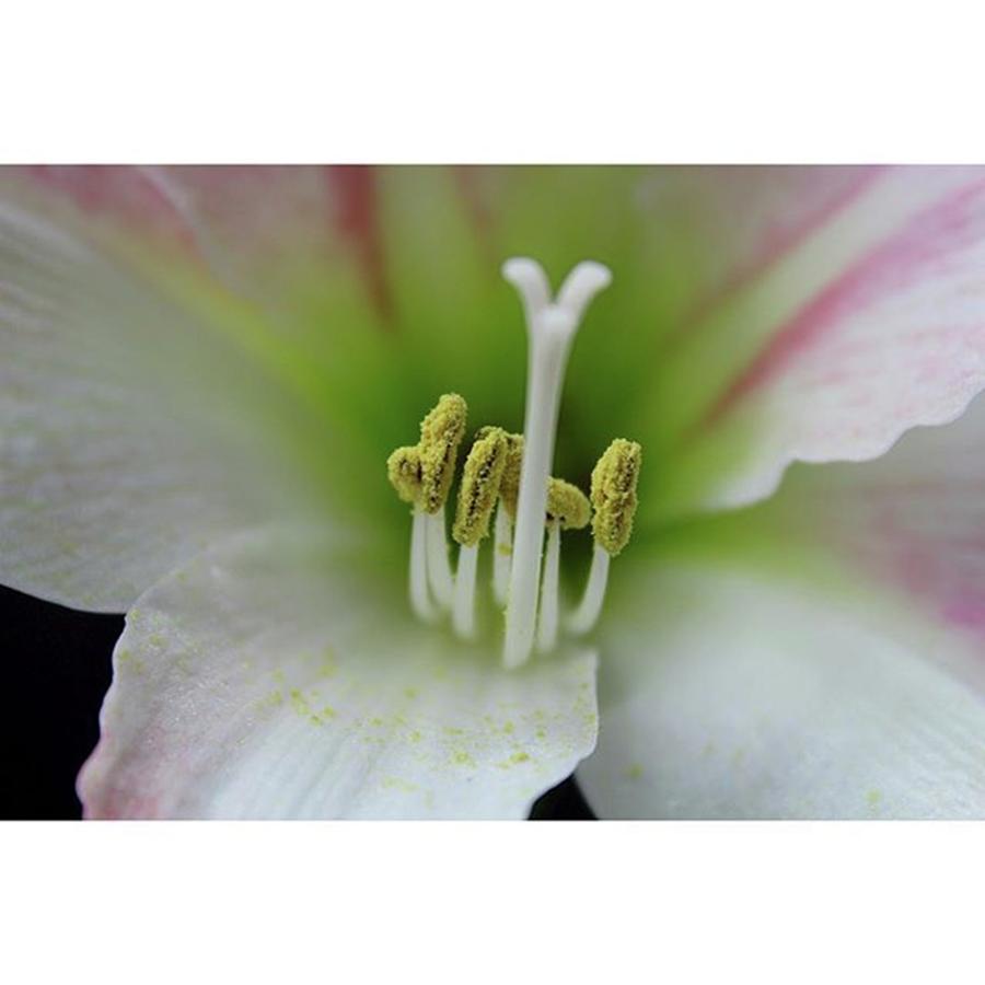 Flowers Still Life Photograph - Amaryllis apple Blossom Bloomed! by Bryan Edwards